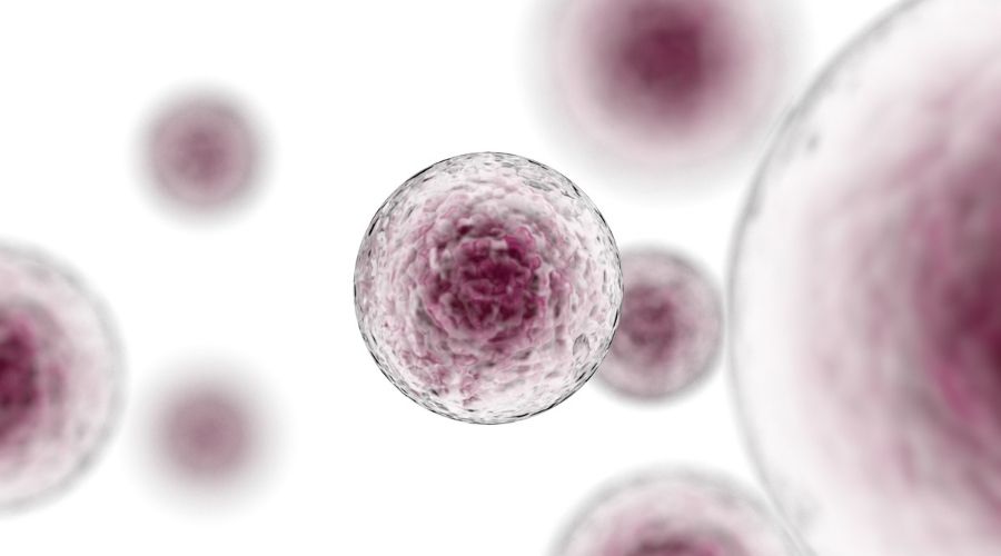 What are stem cells? What do they do for us?
